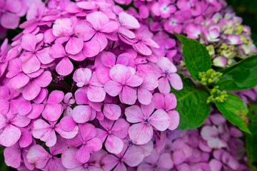 鮮やかな紫陽花