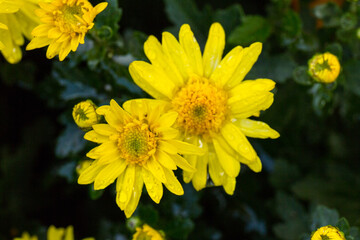 Beautiful Chrysanthemums flowers blooming in garden at spring day