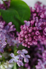 Beautiful tender young spring flowers of lilac. Macro shot of small lilac flowers, spring background.