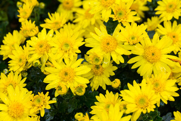 Beautiful Chrysanthemums flowers blooming in garden at spring day