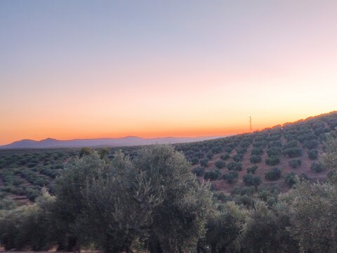 olive trees in a country landscape at sunset, an olive grove in the province of Ja&eacute;n, Andalucia (Spain)