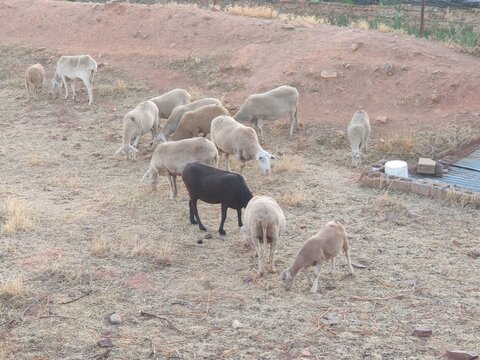sheep and lambs; flock of sheep in the farm