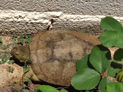 turtle walking on the ground