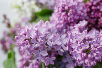 Beautiful tender young spring flowers of lilac. Macro shot of small lilac flowers, spring background.