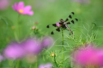 Dragon fly with wings spread sitting in wildflower garden