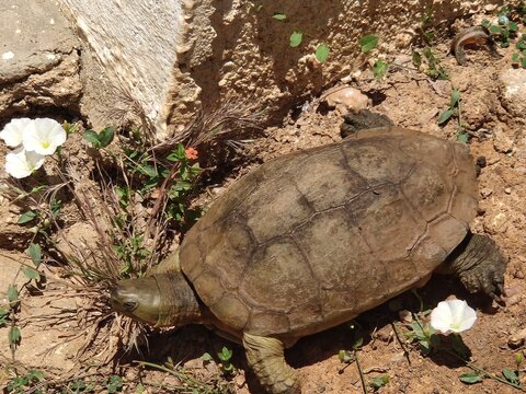 Adult turtle walking slowly on the ground