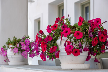 Petunia flowers in white pots, Whitewashed house facade background. Blooming plant, magenta color blossoms on a balcony, Cyclades islands, Greece