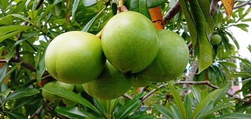 Green ornamental tree fruit, Lahewa, North Nias, Indonesia. June 2, 2021