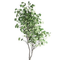 Obraz premium 3D illustration of Ginkgo biloba in a rusty flowerpot isolated on white background 