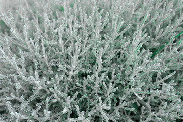 decorative blue grass. natural summer fairy background