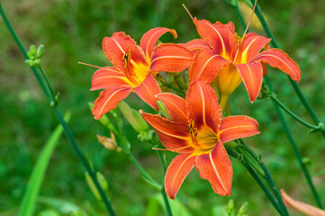 Liliowiec – Hemerocallis	