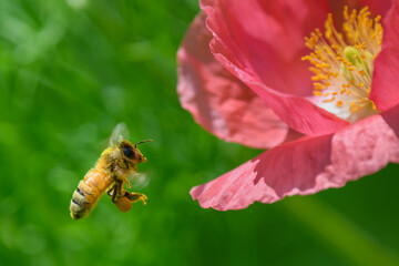 Pollinating bee on a pink Poppy Flower in a wildflower garden