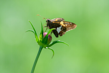 Butterfly sitting on a wildflower bud with a blurred green background