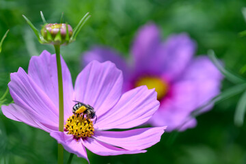Bee sitting in a purple Cosmo Flower in a Wildflower garden in Wisconsin