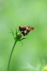 Butterfly sitting on a wildflower bud with a blurred green background