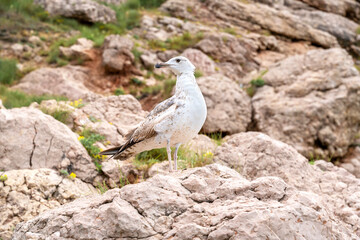 Seagull standing on the top of the cliff. Beautiful backdrop for your design in pastel colors. Wildlife concept.