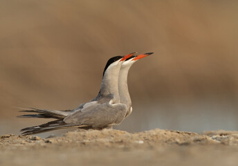 A pair of White-cheeked Tern at Asker marsh, B