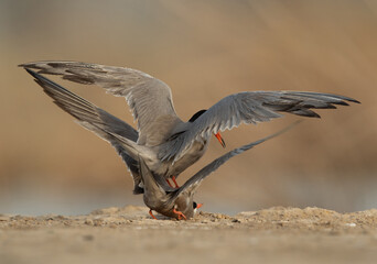 A pair of White-winged tern mating at Asker marsh, Bahrain