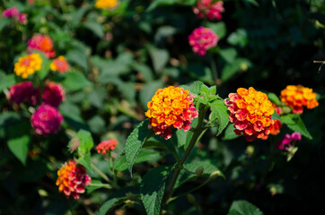 Lantana various color bloom in the garden, green leaf backgroud