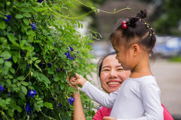 Obraz premium beautiful carefree asian girl and mom playing outdoors in garden. little child picking up pea butterfly flowers.