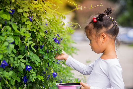 beautiful carefree asian girl playing outdoors in field with high green grass. little child picking up pea butterfly flowers.