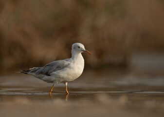 Slender-billed gull at Asker marsh, Bahrain