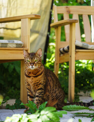 Bengal cat sitting near garden chairs on a summer day looking at camera
