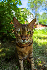 Naklejka na ściany i meble Bengal cat standing on a lawn in a garden on a summer day looking at camera