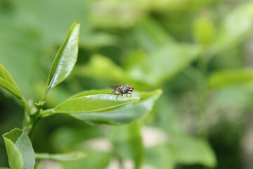 sarcophaga fly insect macro photo