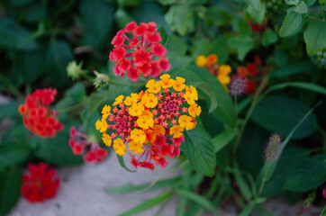 Lantana various color bloom in the garden, green leaf backgroud