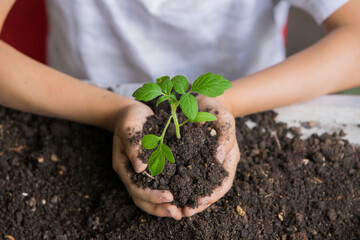 Selective focus of hands Asian child boy holding a little green plant with soil. Growing tree. Spring season. Save environment. Earth day