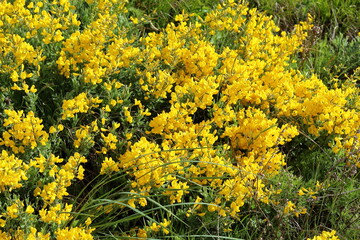Obraz premium wild yellow flowers in spring