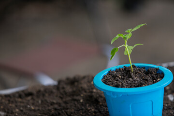 tomato plant in the blue pot with ground. In early spring preparations for the garden season.
