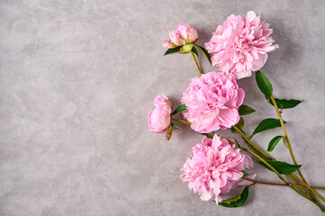 Pink peonies on grey background, copy space. top view