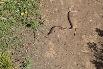 small snake on the ground