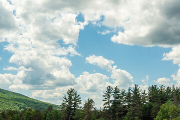 clouds over the forest