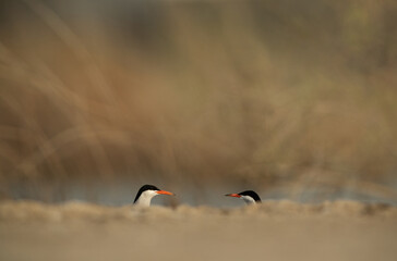 A pair of White-cheeked Tern at Asker marsh, Bahrain