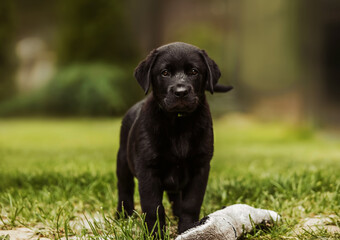 Cute puppy black labrador on grass