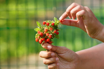 A small cute bouquet of wild strawberries in the hands of a girl