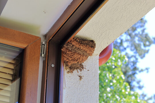 closeup of empty swallow nest on the wall