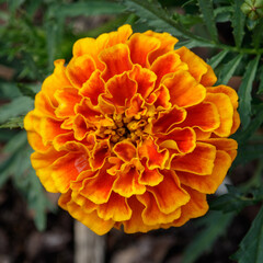 Infinitely beautiful velvet flower blooming from above.