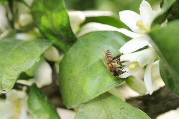 tangerine tree white blossoms honey bee macro photo