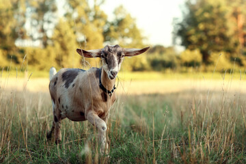 Pretty brown goat in the meadow during the evening sunset