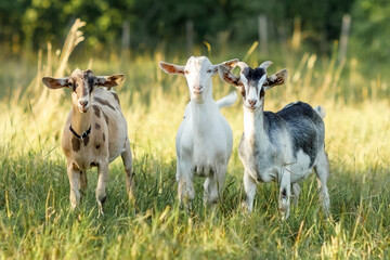 Obraz premium Three, brown, white and gray goats stand in a summer meadow with long bends and look at us
