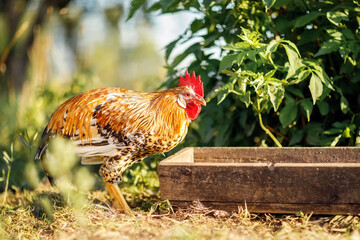 On a hot summer day, a small cock came to check on a trough of food