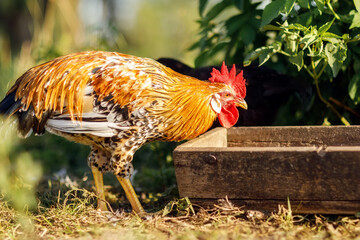 Great rooster in rural farm looking for food in the trough