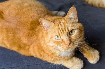 Red Cat. Beautiful domestic red cat. The cat is clean healthy groomed.