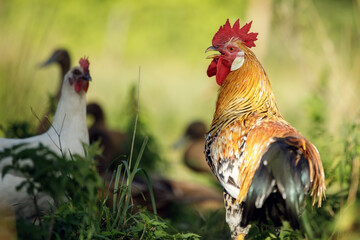 Cockerel and white hen outdoors among tall grasses