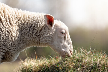 A close-up portrait of a sheep's eating grass profile