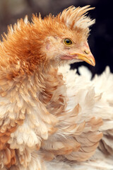 Horizontal photo, close-up profile portrait of nice fluffy feathers hen with tuft